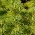 Pinus strobus radiata -- Zwerg Weymouths Kiefer